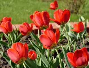 beautiful tulips