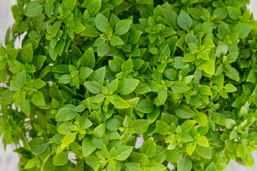 Fototapeta na wymiar fresh green basil herb in flowerpot on a wooden table
