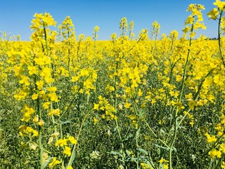 Oilseed crops