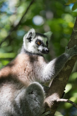 Ring-tailed lemur (Maki), Anja Community Reserve, at the base a large cliff with a sheltered forest habitat among vast boulders with rich wildlife. Madagascar.