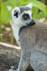 Ring-tailed lemur (Maki), Anja Community Reserve, at the base a large cliff with a sheltered forest habitat among vast boulders with rich wildlife. Madagascar.