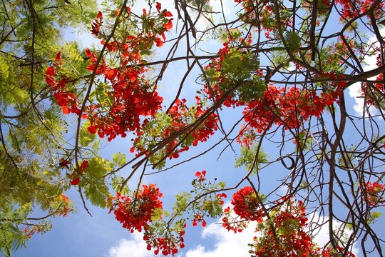 Royal Poincianas in Tree Under Blue Sky