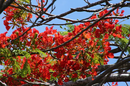 Royal Poincianas in Tree Under Blue Sky
