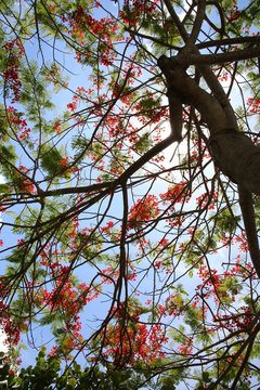 Royal Poincianas in Tree Backlit by the Gleaming Sun