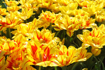 Yellow tulips with a red stripe