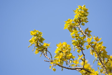 leafs appear on a tree branch