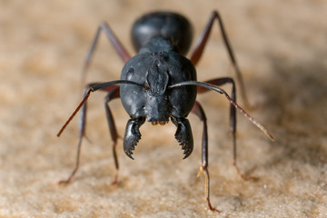 Big scary black ant with giant jaws