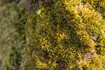 carpet of moss grown around an old three bar