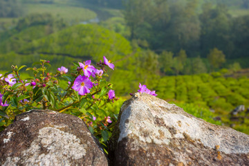 purple flowers on a mountain hill