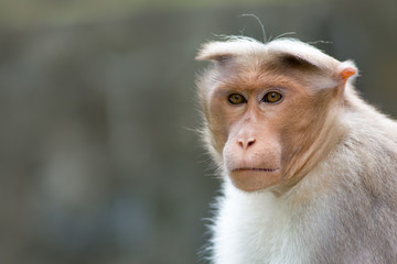 portrait of a long-tailed macaque