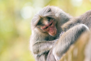 preening macaque