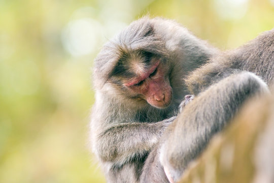 preening macaque