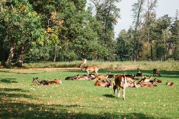 A group of young deer walks through a warm green sunny meadow in a forest next to the trees