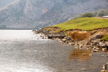 Paisaje con vaca