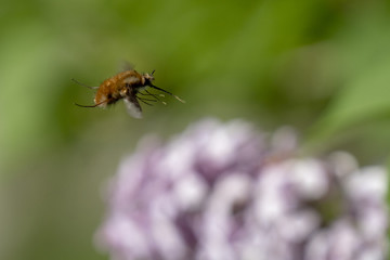 Grosser Wollschweber - Bombylius major - an Fliederblüten