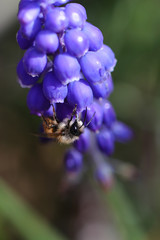 bourdon sur muscari 