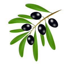 Branch with black olives and leaves to decorate the labels of olive oil or cream isolated on white background.