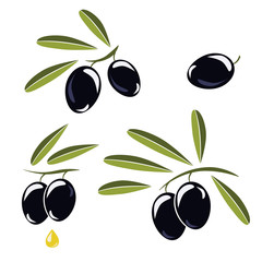 Icon of olives, Branch with black olives and leaves to decorate the labels of olive oil or cream isolated on white background.