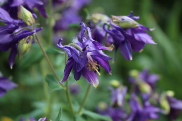 On the flower-bed blossom lilac flowers