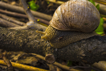 Close-up of grape snail crawling on the wood. Large grape snail crawls along the wooden cover. Helix pomatia, common names the Roman, Burgundy or edible snail or escargot