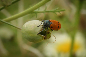 Ladybug on a flower