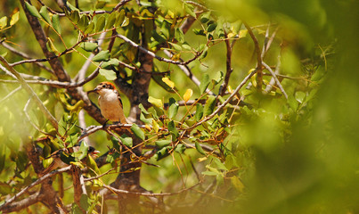 aves
