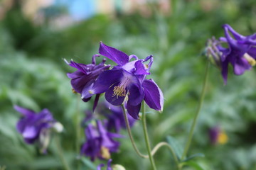 On the flower-bed blossom lilac flowers