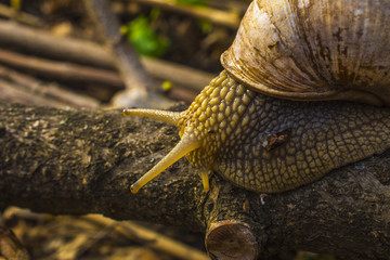 Close-up of grape snail crawling on the wood. Large grape snail crawls along the wooden cover. Helix pomatia, common names the Roman, Burgundy or edible snail or escargot