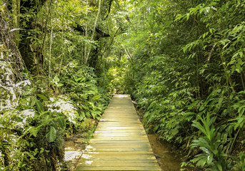 Obraz premium Caminho; Natureza; Madeira; Arvores; Vida; Curitiba 