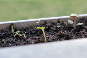 Kleine Pflanzen in der Erde