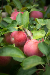 Plump, ripe apples, ready for picking at a local family-owned orchard.