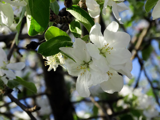 Flowering Apple trees