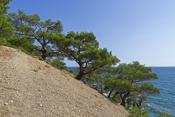 Relict pines on a steep seashore.