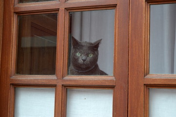 The cat behind the window