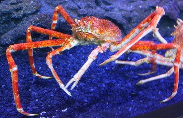 araignée de mer vue à l'Aquarium de La Rochelle
