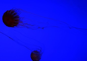 M&eacute;duse lumineuse vue &agrave; l'Aquarium de La rochelle