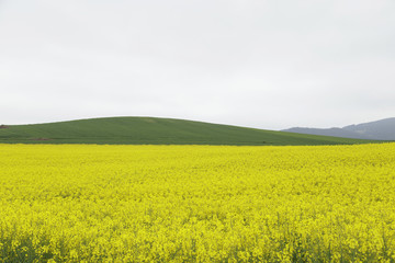 Flowering field of rapeseed canola or colza, plant for green energy and oil industry. Spring time on Spain.