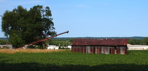 Rusty barn sits in crops