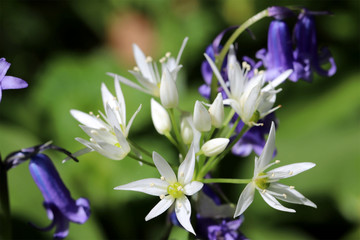 Wild ramsons, wild garlic with bluebells
