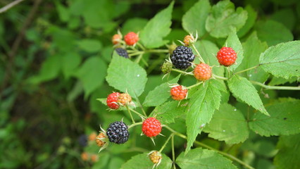 wild berries grow on trees