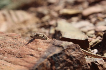 lizard 