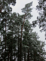 Trees in the forest covered with snow in Latvia.