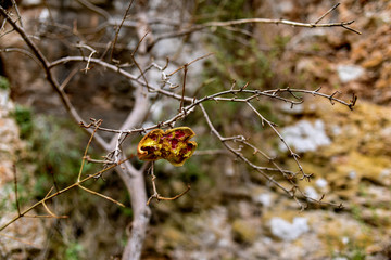 Corbera, Valencia, Spain: 02.18.2018; The fruits of granat