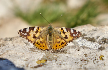 butterfly sits on a rock on a clear day