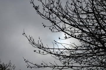 branches on a foggy white sky