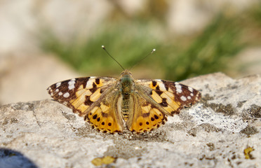 Plakat butterfly sits on a rock on a clear day
