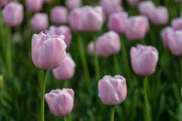 Tulipa Pink Diamond