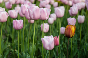 Tulipa Pink Diamond