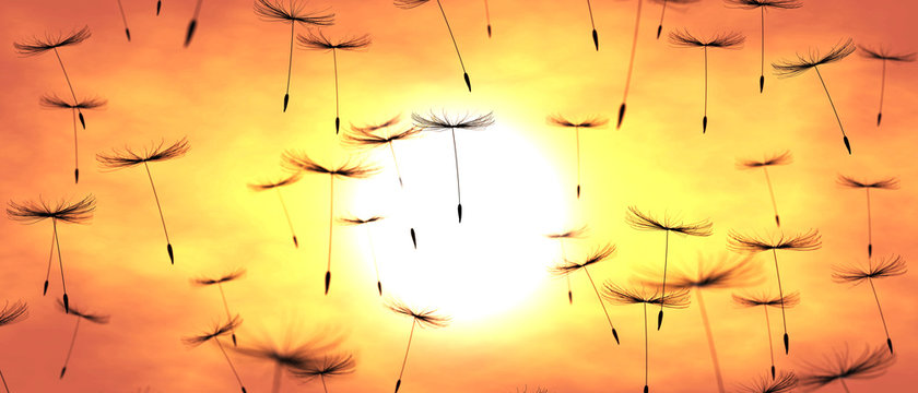 Pusteblumen in der Sonne