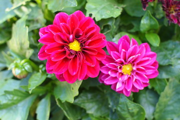 two bright colored flowers